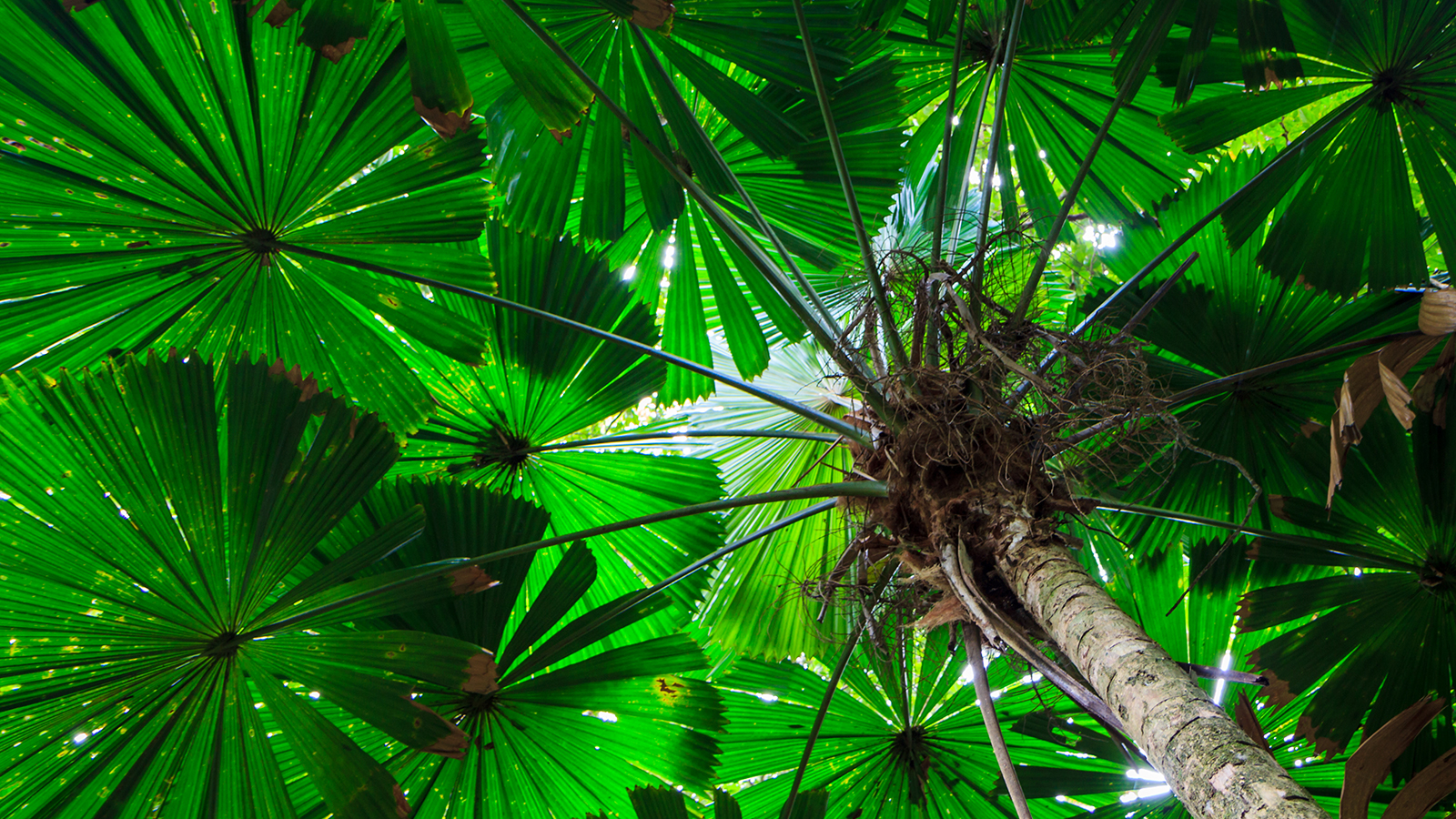 Image is a canopy of rich green palm leaves in the Daintree rainforest