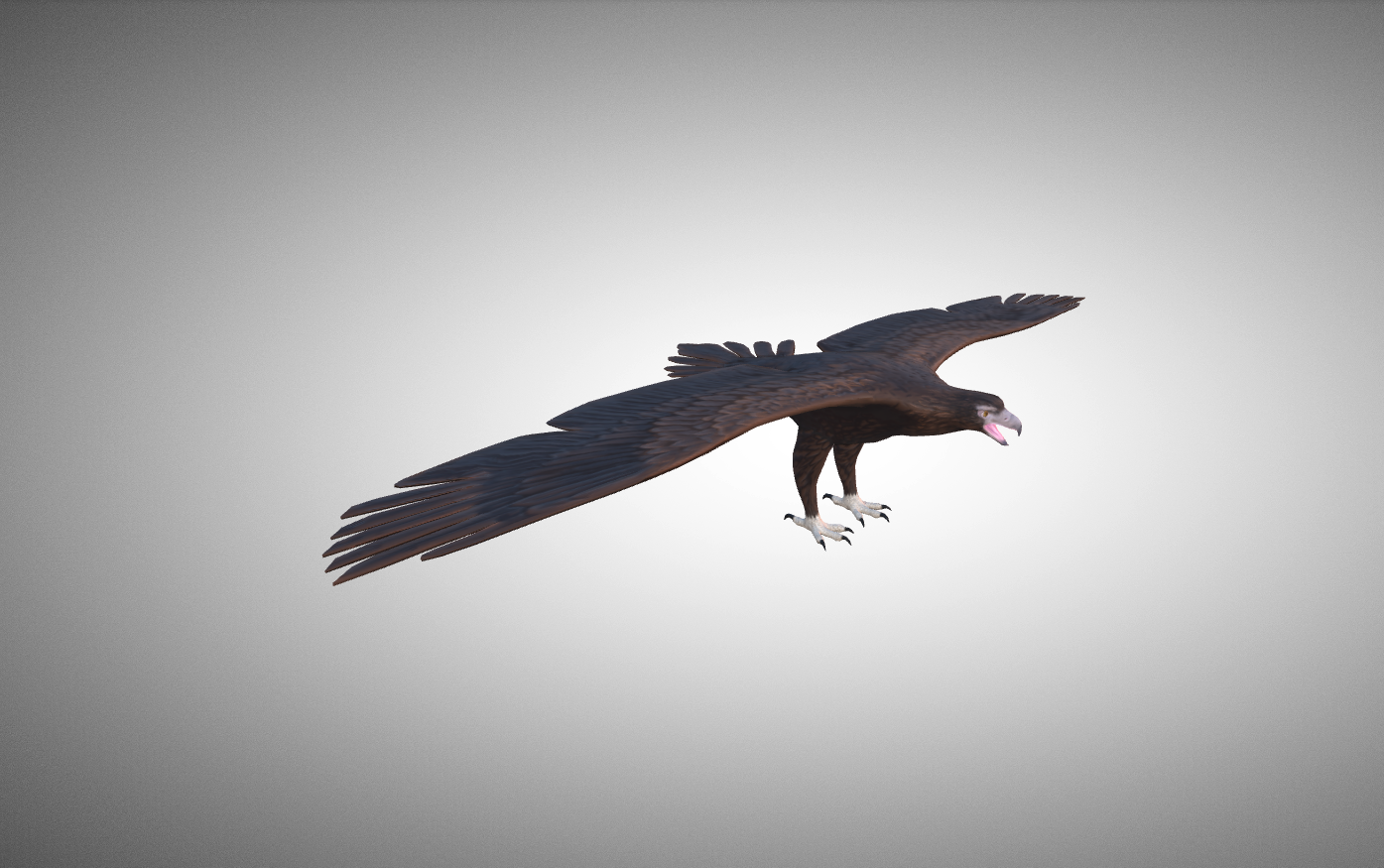 a 3D model of wedge tail eagle on a grey background.
