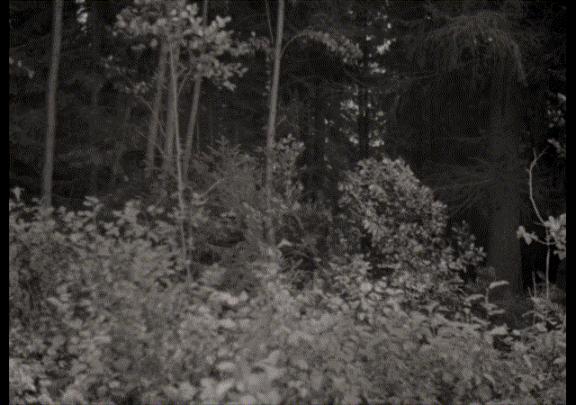 A slowly panning moving image in black and white of a forest with some medium height leafy shrubs and tall, skinny trees with leaves gently swaying to the left side of the image as they blow in the wind. A static image appears on top of the black and white moving image in the centre of the screen, with an orange sunset of fluffy clouds and a pink glowing arch in the centre of the image.