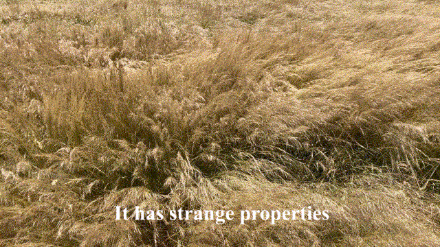 Captured from a static side on angle, tall brown grassy and straw-like weeds are blown furiously in all directions, making soothing motions and patterns when moved by the wind. White text appears on top of the gif that says ‘It has strange properties’
