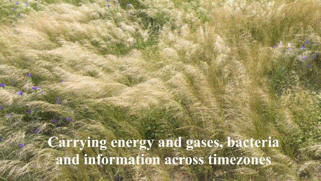Captured from a slowly panning side on angle, green weedy grass spotted with dainty, florescent purple flowers standing atop tall stems and a sea of tall straw like weeds with fluffy beige tops, sway gracefully as they are blow by a gentle breeze. White text appears on top of the gif that says ‘Carrying energy and gasses, bacteria and information across time zones’